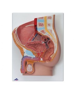 Modelo anatómico de pelvis masculina, descomponible en 2...