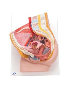 3B Científico, modelo anatómico de pelvis femenina,...