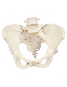 3B Scientific, anatomical model of female pelvis skeleton...