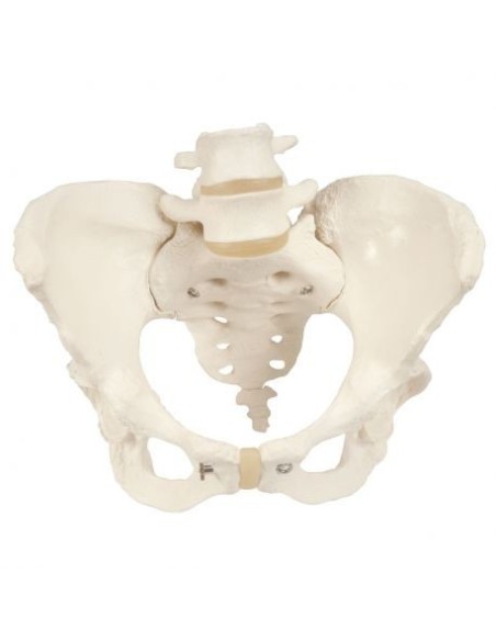 3B Scientific, anatomisches Modell eines weiblichen Beckenskeletts A61