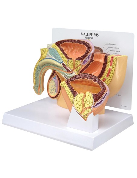 Modelo anatómico de pelvis masculina con HPB - 3B Scientific 1019564