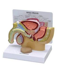 Anatomical model of male pelvis with prostate in section...