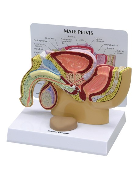 Modèle anatomique du bassin de l'homme avec la prostate en section 3B Scientific 1019562
