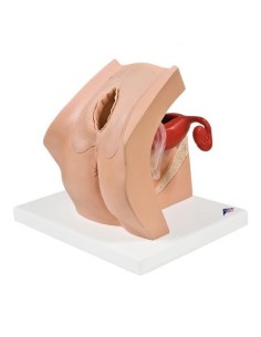 3B Scientific, gynecological model for interviewing P53...