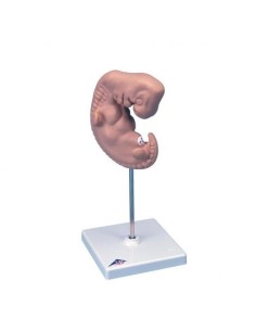 3B Scientific, 25-fold Magnified Embryo Model L15