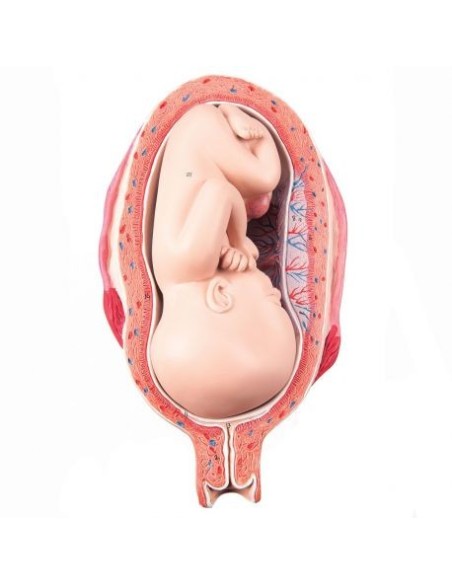 3B Scientific, Model of Fetus at 7