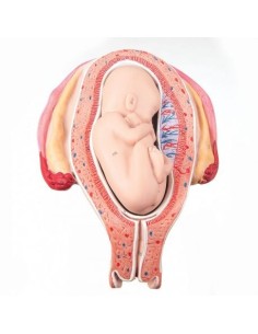 3B Scientific, Embryo-Modell 5