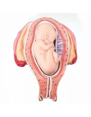 3B Scientific, Embryo-Modell 5