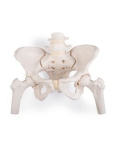 Elastically mounted flexible female pelvis skeleton with...