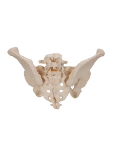 Pelvi femminile 3B Scientific H20/1, scomponibile in 3 parti 2