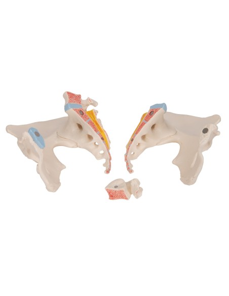 3B Scientific H20/1 female pelvis, decomposable into 3 parts