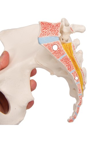 3B Scientific H20/1 female pelvis, decomposable...