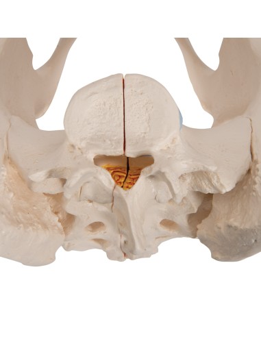 3B Scientific H20/1 female pelvis, decomposable...