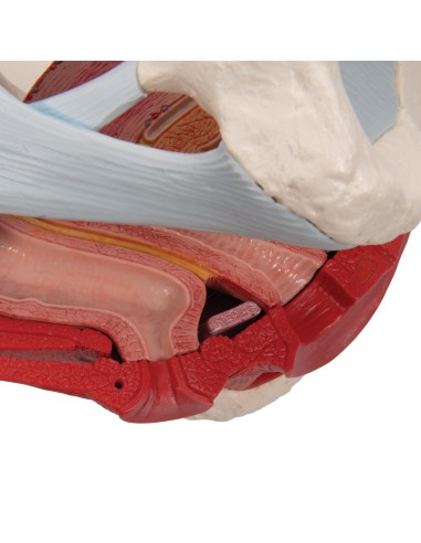 3B Scientific H20/3 female pelvis, with...