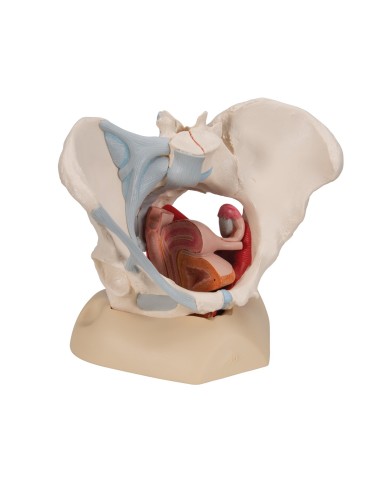 Pelvi femminile 3B Scientific H20/3, con...