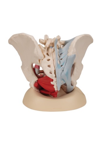 3B Scientific H20/3 female pelvis, with...