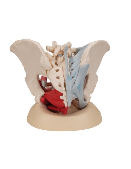 Pelvis femenina 3B Científica H20/3, con ligamentos, en corte mediosagital