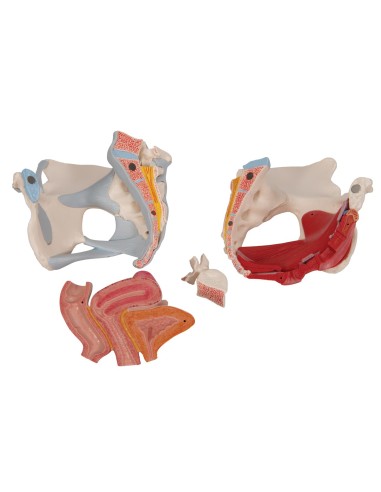 Pelvis féminin 3B Scientific H20/3, avec...