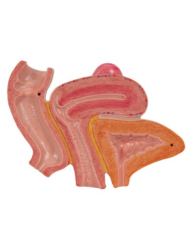 3B Scientific H20/3 female pelvis, with...