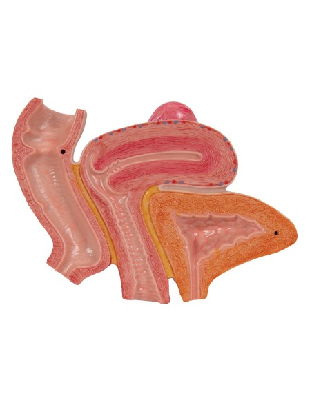 3B Scientific H20/3 female pelvis, with ligaments, in mediosagittal section