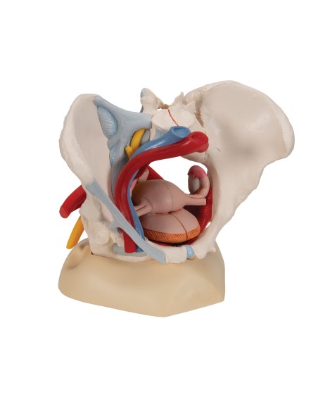 Pelvis femenina 3B Científica con ligamentos, vasos, nervios, suelo pélvico y órganos, en 6 partes H20/4