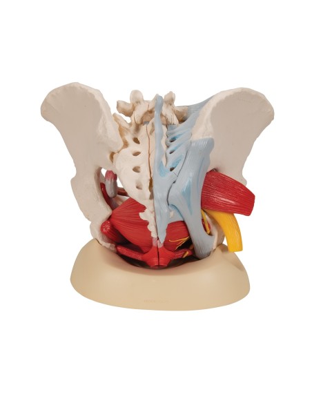 Female pelvis 3B Scientific with ligaments, vessels, nerves, pelvic floor and organs, in 6 parts H20/4