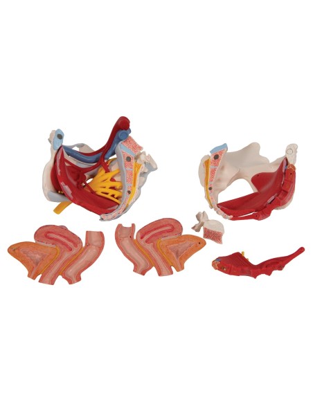 Female pelvis 3B Scientific with ligaments, vessels, nerves, pelvic floor and organs, in 6 parts H20/4