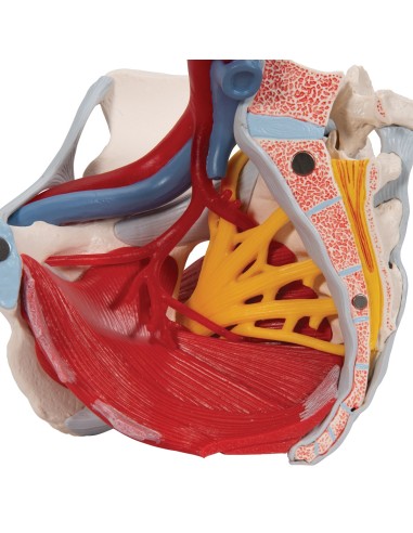 Female pelvis 3B Scientific with ligaments,...