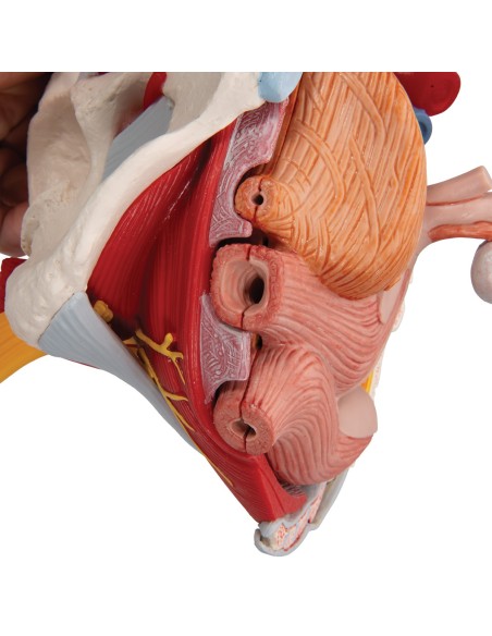 Pelvis féminin 3B Scientifique avec ligaments, vaisseaux, nerfs, plancher pelvien et organes, en 6 parties H20/4
