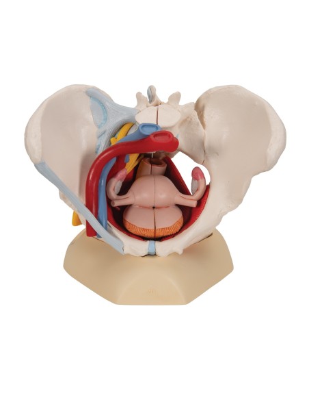 Pelvis féminin 3B Scientifique avec ligaments, vaisseaux, nerfs, plancher pelvien et organes, en 6 parties H20/4