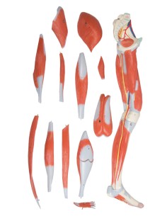 Leg muscles, life-size Erler Zimmer M220 2