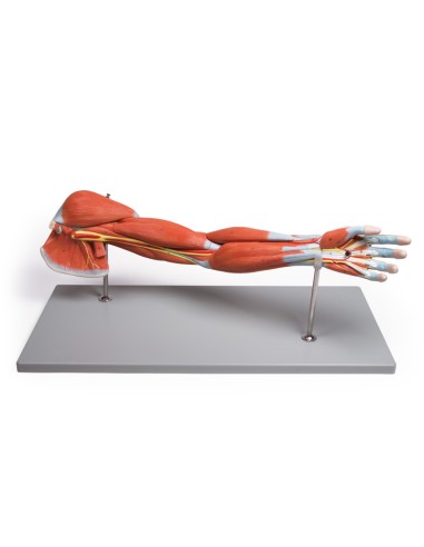 Anatomisches Modell der Armmuskulatur in 7...