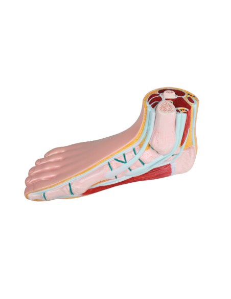 Normal foot, life-size Erler Zimmer M230