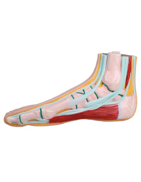 Normal foot, life-size Erler Zimmer M230