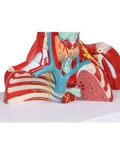 Muscoli di testa, collo e torace in due parti Erler...