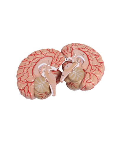 Head, neck and chest muscles in two parts Erler...