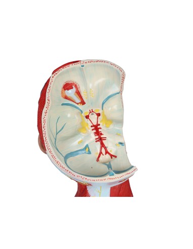 Muscles de la tête, du cou et du thorax en deux...