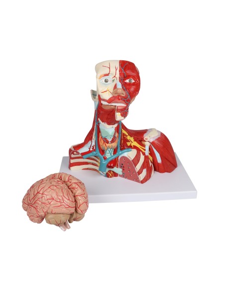 Head, neck and chest muscles in two parts Erler Zimmer C634