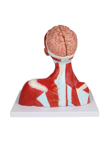 Muscles de la tête, du cou et du thorax en deux...