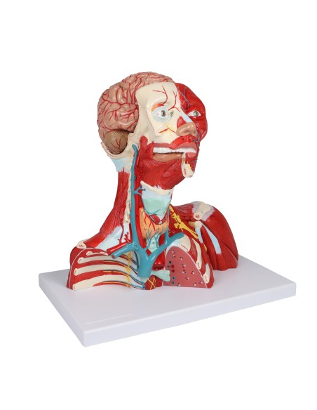 Muscles de la tête, du cou et du thorax en deux parties Erler Zimmer C634