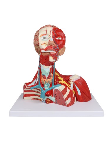 Muscles de la tête, du cou et du thorax en deux...