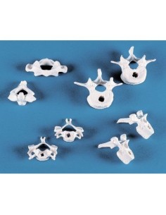 Erler Zimmer, collection of anatomical models of...