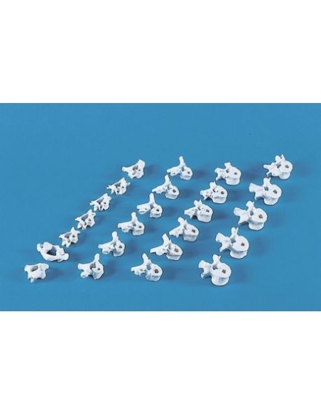 Erler Zimmer, collection of anatomical models of vertebrae, 24 pieces 4094