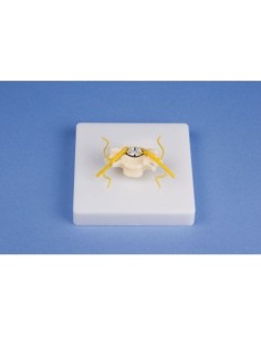 Erler Zimmer, anatomical model of vertebra with section...