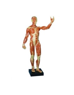 Erler Zimmer, figure humaine avec muscles à petite...
