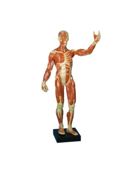 Erler Zimmer, figure humaine avec muscles à petite échelle B90