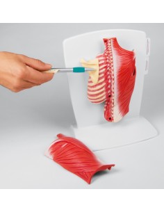 Erler Zimmer, muscles du dos, 4 parties M290 2