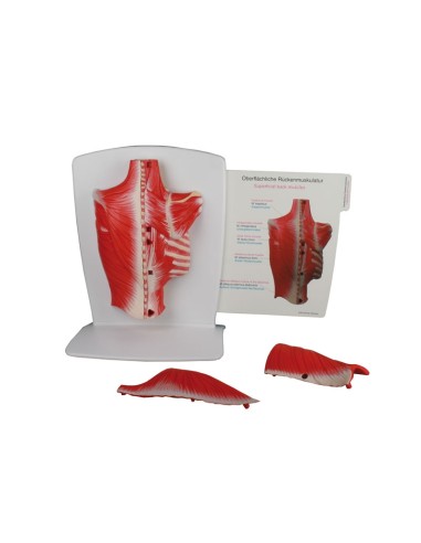 Erler Zimmer, muscles du dos, 4 parties M290