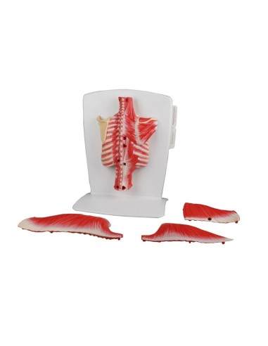 Erler Zimmer, muscoli della schiena, in 4 parti...