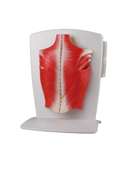 Erler Zimmer, muscles du dos, 4 parties M290